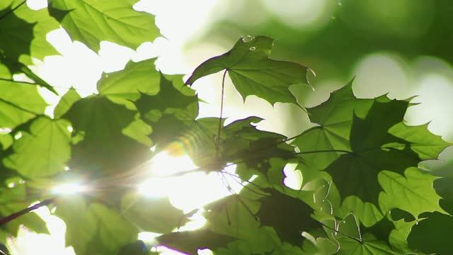 ORNL Studies How Some Trees Respond, Recover after Heat Waves