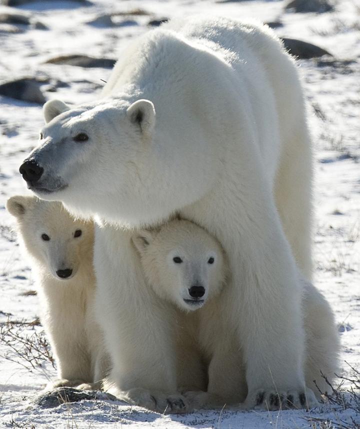Pollutants in the Arctic Environment Are Threatening Polar Bear Health