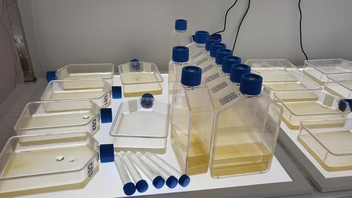 Variety of microalgal cultures being grown