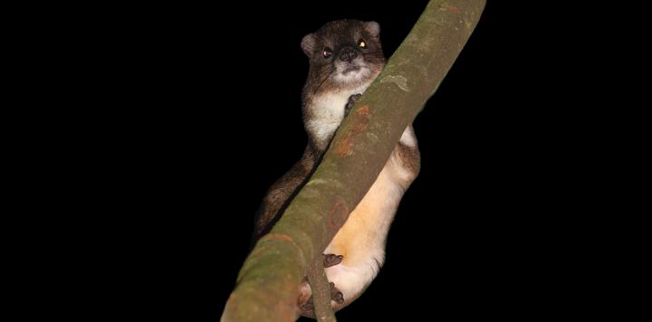 Tree Hyrax