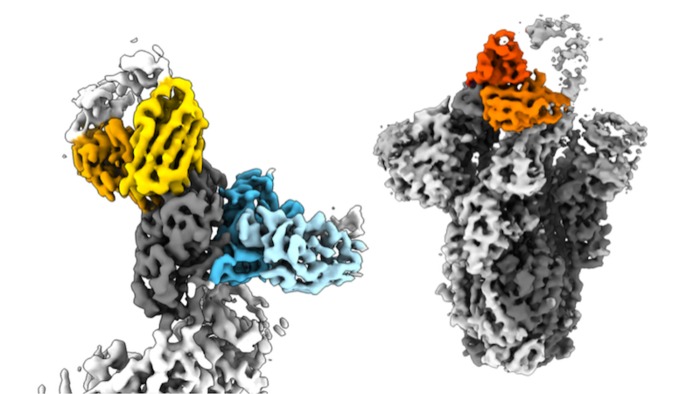 Antibodies against Omicron variants