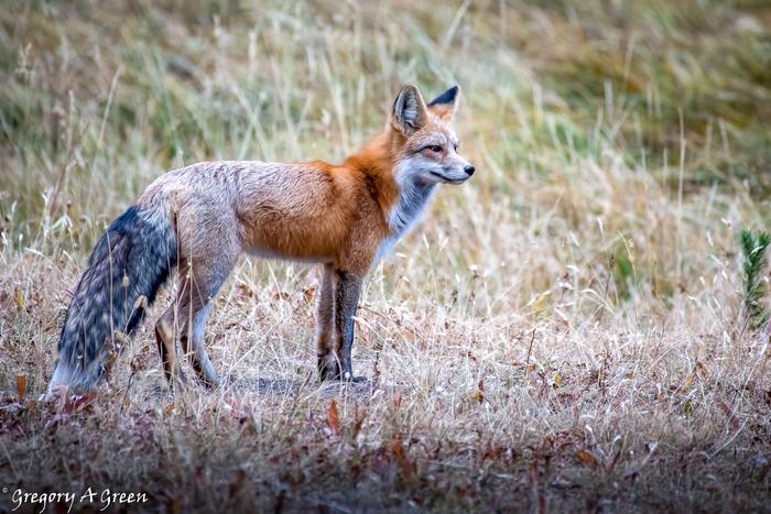 Wallowa Oregon red fox