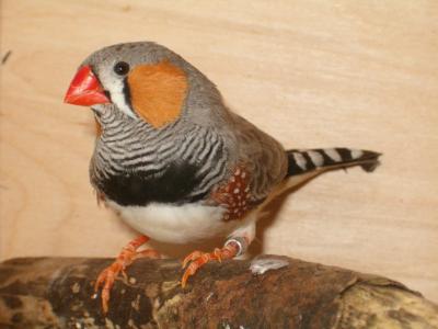 Zebra Finch