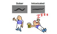 Effects of Alcohol on Worms and People