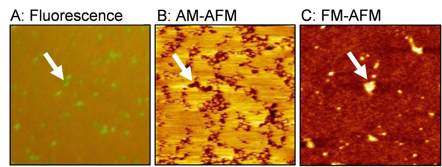 Lipid Bilayer Domains