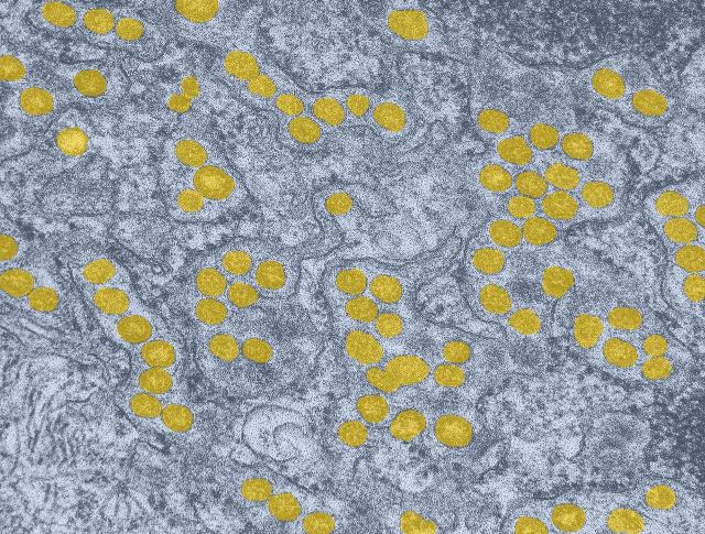 MERS Ecology Research