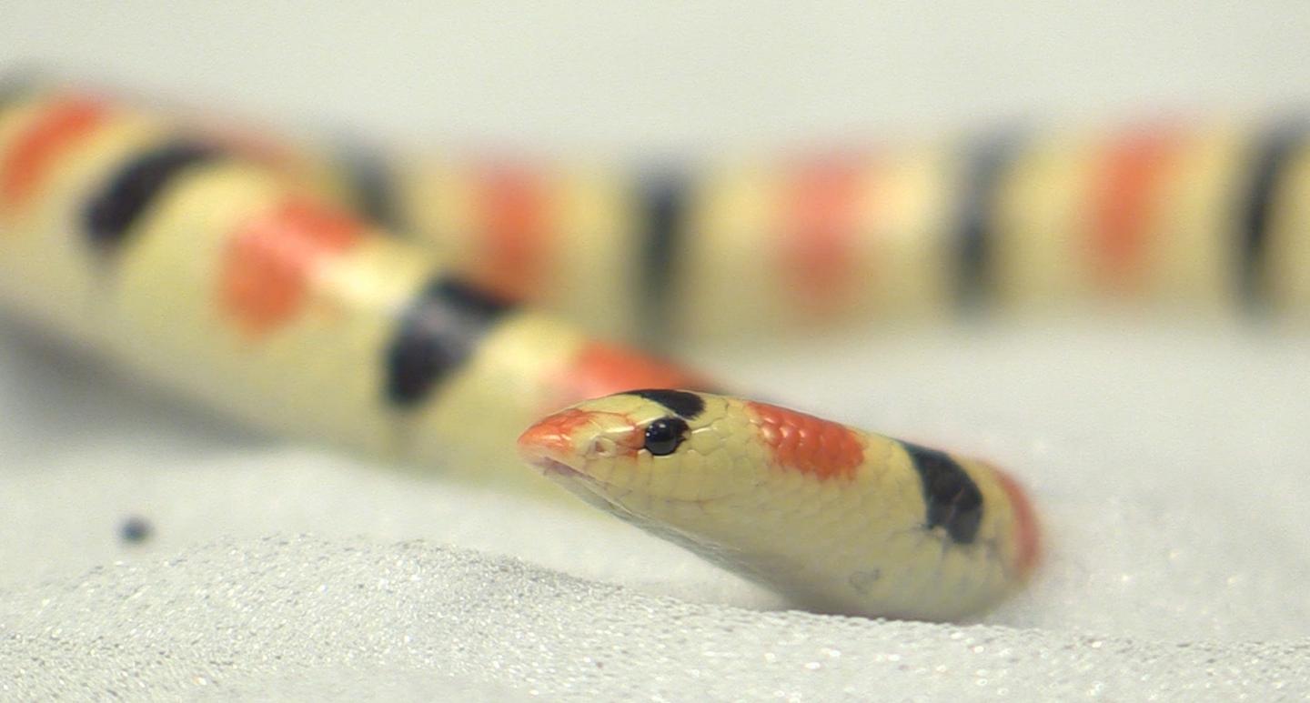 Shovel-nosed Snake
