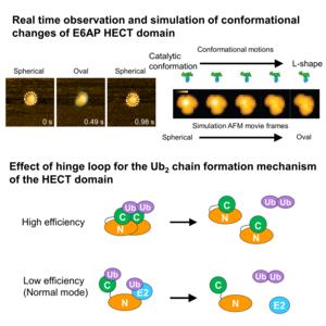 Real time observation and simulation of conformational changes of E6AP HECT domain.