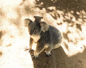 Koala and joey