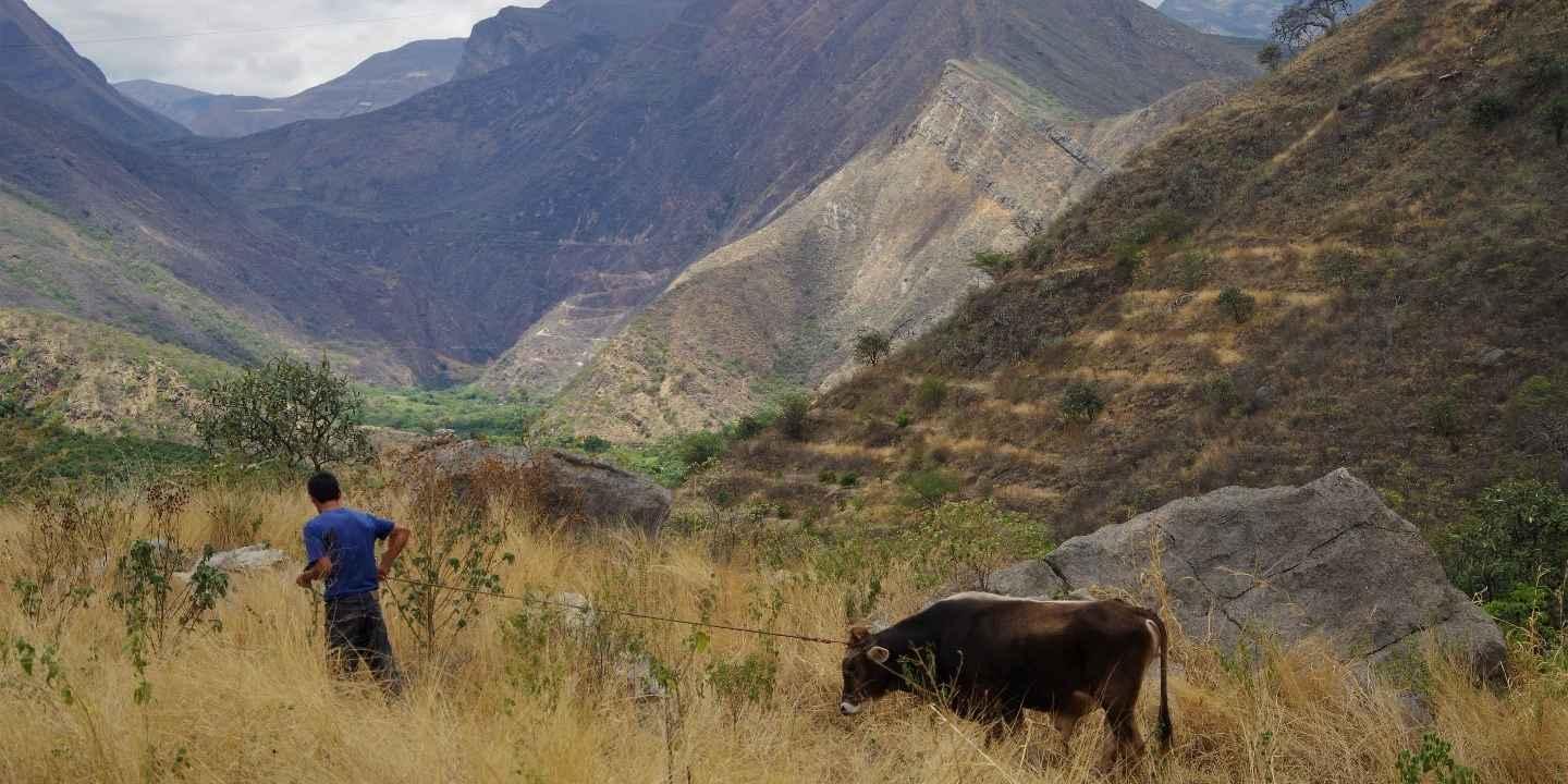 Tropical Dry Forests