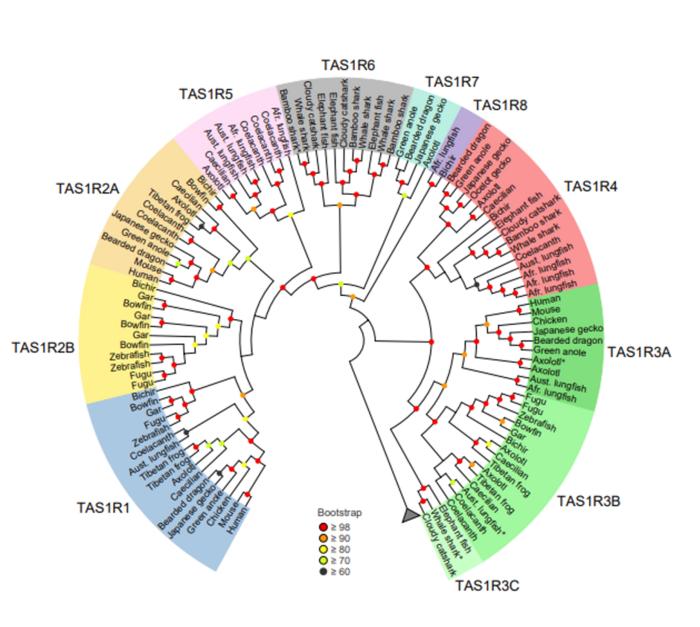 Phylogenetic tree and the revised classification of TAS1R members.