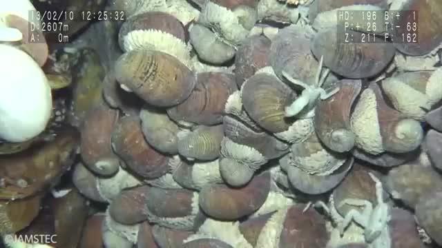 Sampling of Scaly-foot Snail