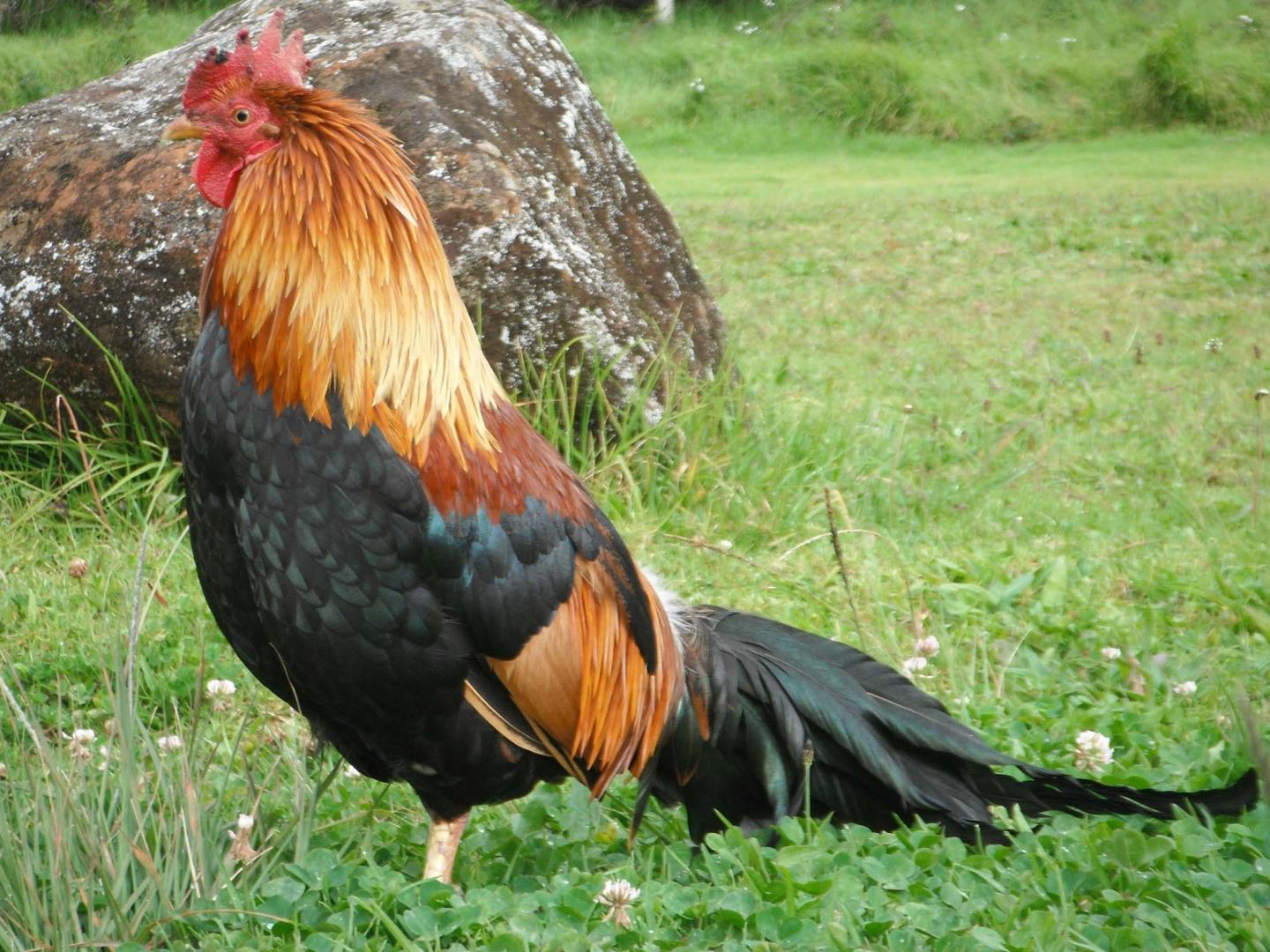 Wild Rooster