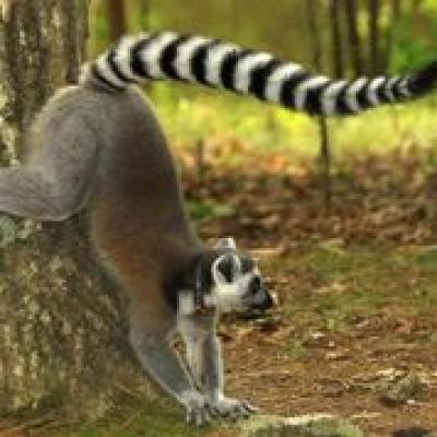 Lemurscent (1 of 2)