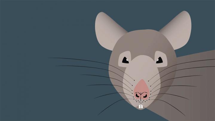 To Follow the Wind, Rats Use their Whiskers (1 of 8)