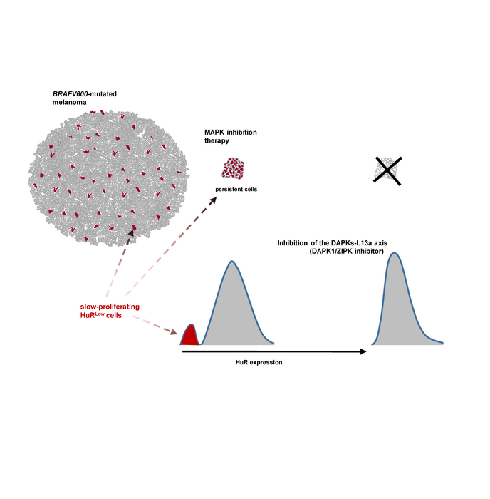 Awakening ?dormant? cells to fight cancer