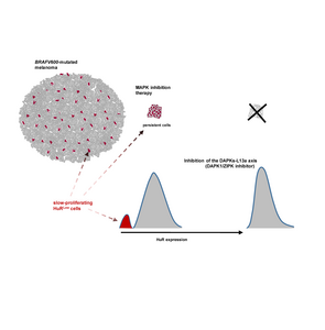 Awakening «dormant» cells to fight cancer