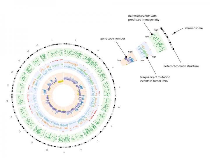 Circos Diagram