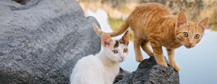 New research finds differences in disease risk between purebred and mixed-breed cats