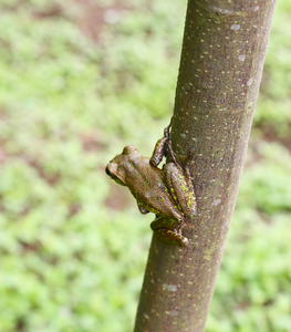 Rhacophorus omeimontis (photo by Chuan Chen)