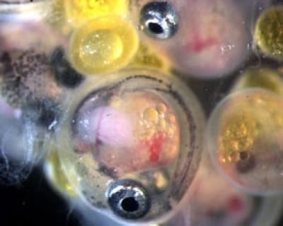 An Ovary of the Live-Bearing Placental Fish, Poeciliopsis prolifica