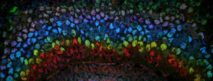 Microscopy image of the developing fruit fly visual system