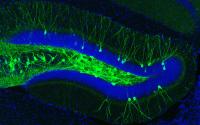 Engram Cells in the Hippocampus of An AD Mouse