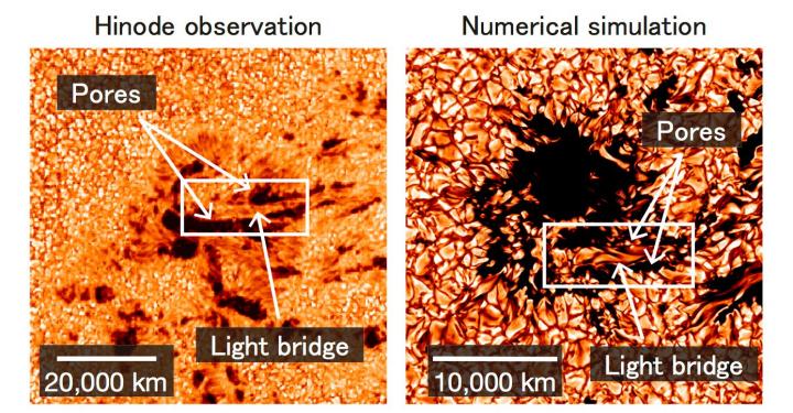Hinode Obseravtion and Numerical Simulation of a Light Bridge
