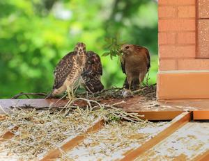 Hawks Nesting on Library