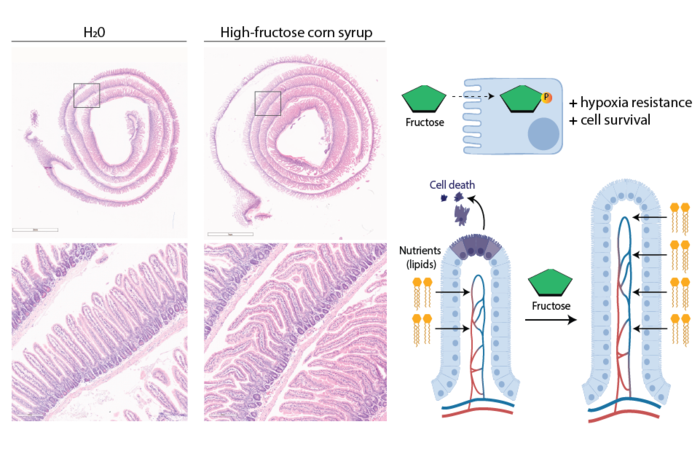 Left: Low and high magnification images of small intestine from healthy mice treated with water or high-fructose corn syrup for 4 weeks. Right: Schematic illustrating how fructose promotes cell survival and increased villi length.