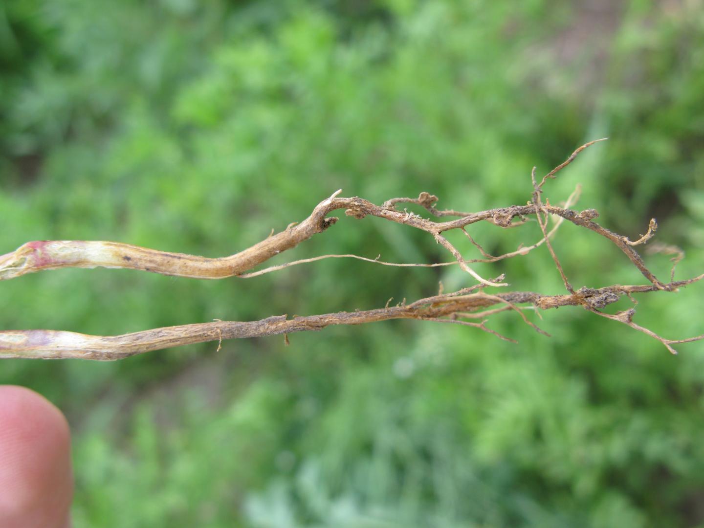 Root Rot in Lentils