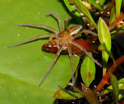 Fishing Spider Captured Fish