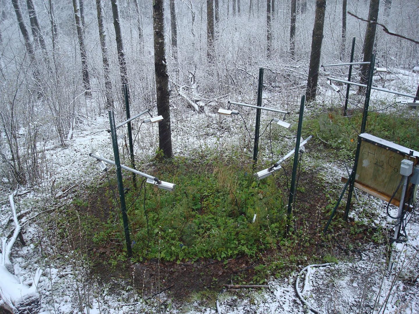 Early Leafing in Warmed Plots Compared to the Surrounding Forest. Late Spring Snow Shower Accentuate