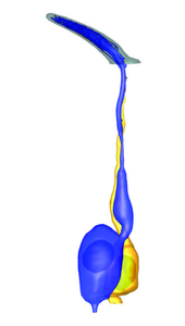 Compartmentalized neurons