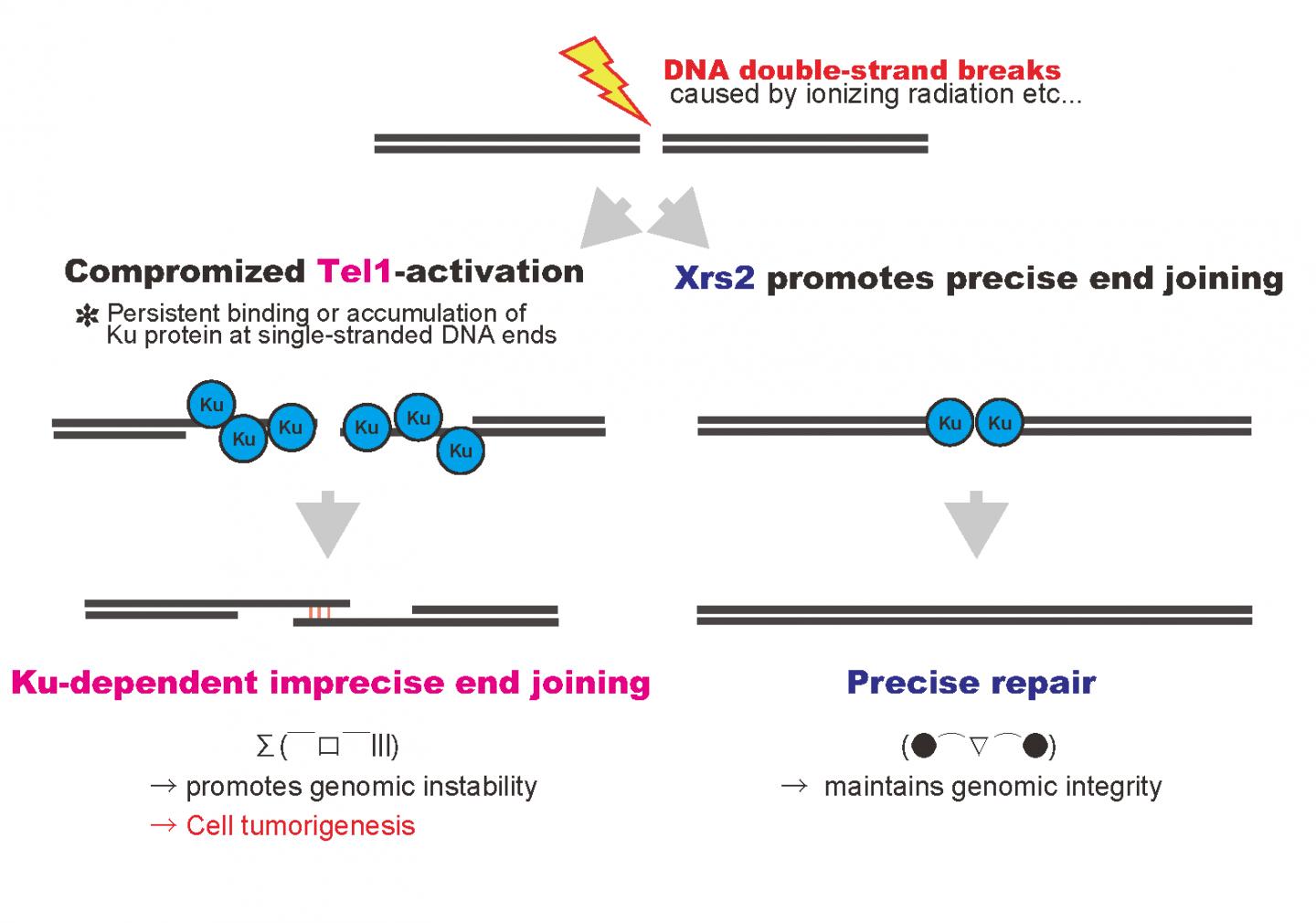 DNA Double-Strand Breaks