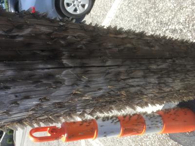 Adult mayflies following an emergence on Lake Erie