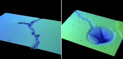 Mineral Weathering by Fungi