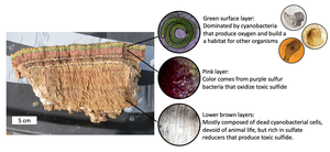 Microbial mat ecosystems