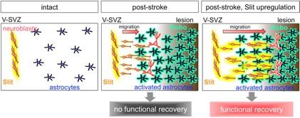 Slit Overexpression Promotes V-SVZ-Derived Neuroblast Migration In The Injured Brain