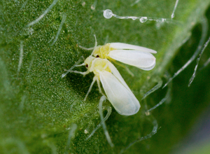 silverleaf whitefly