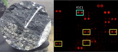 Cyanobacterial Markers in Deep Core Samples Revealed by a Life Detector Chip Immunoassay