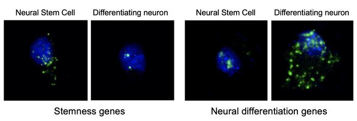 Stem cells and cells in the process of differentiation