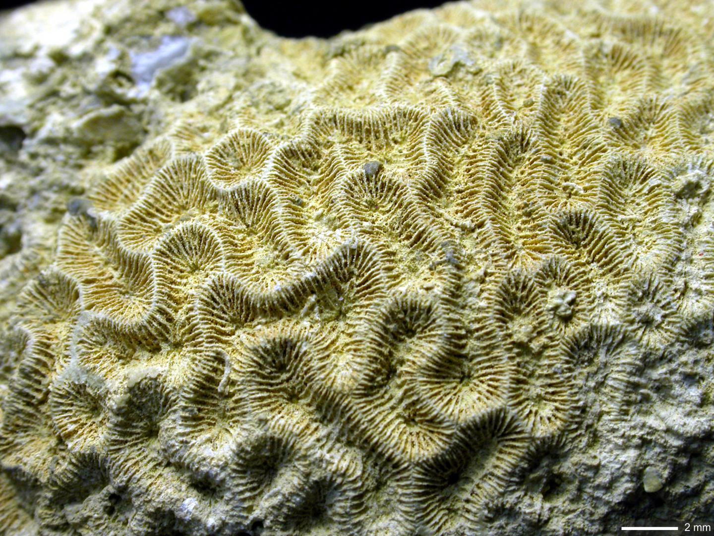 Fossilized Coral