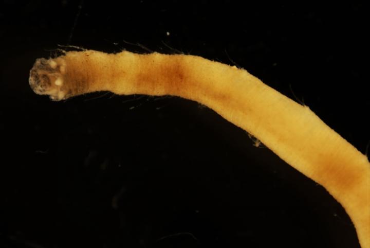 Biologists Discover New Species of Sea Worm