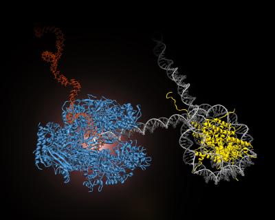 Polymerase Encounters Nucleosome