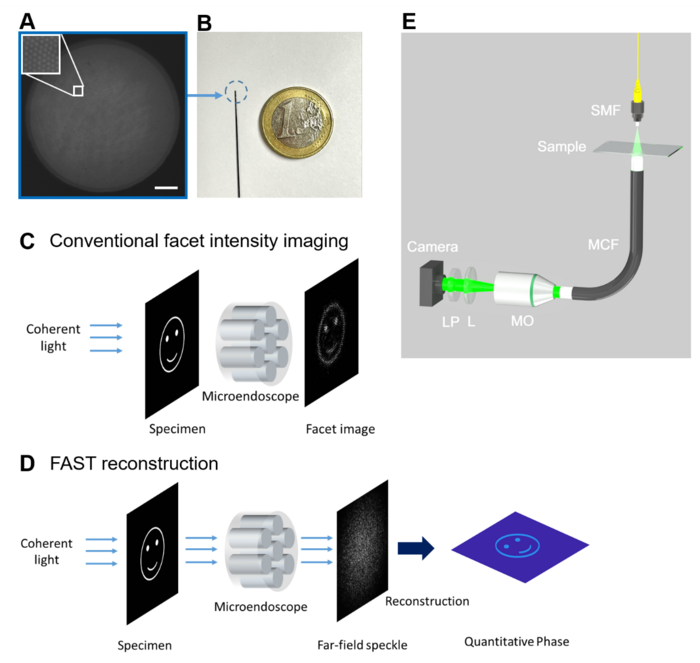 Figure 1 | Lensless quantitative phase microendoscope: setup and concept.