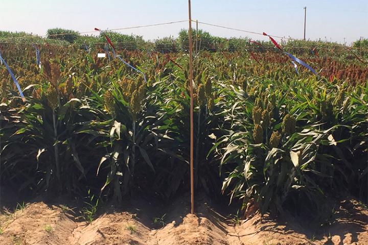 Sorghum Field