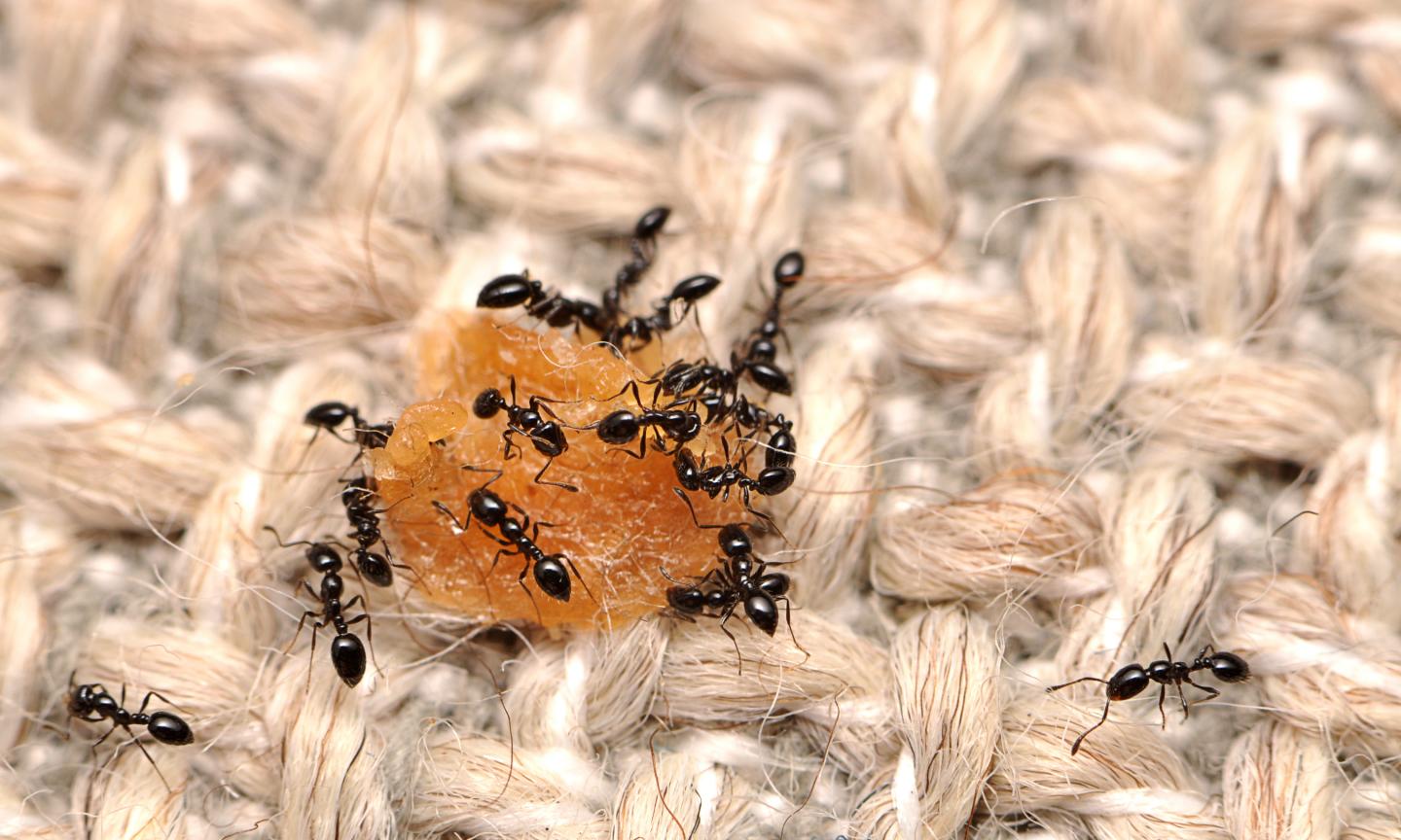 Arthropods of Our Homes: Little Black Ants