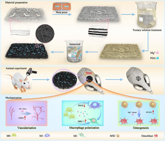 Revolutionizing Bone Regeneration: Functionalized Flat Silkworm Cocoon Scaffolds with Magnesium Ions