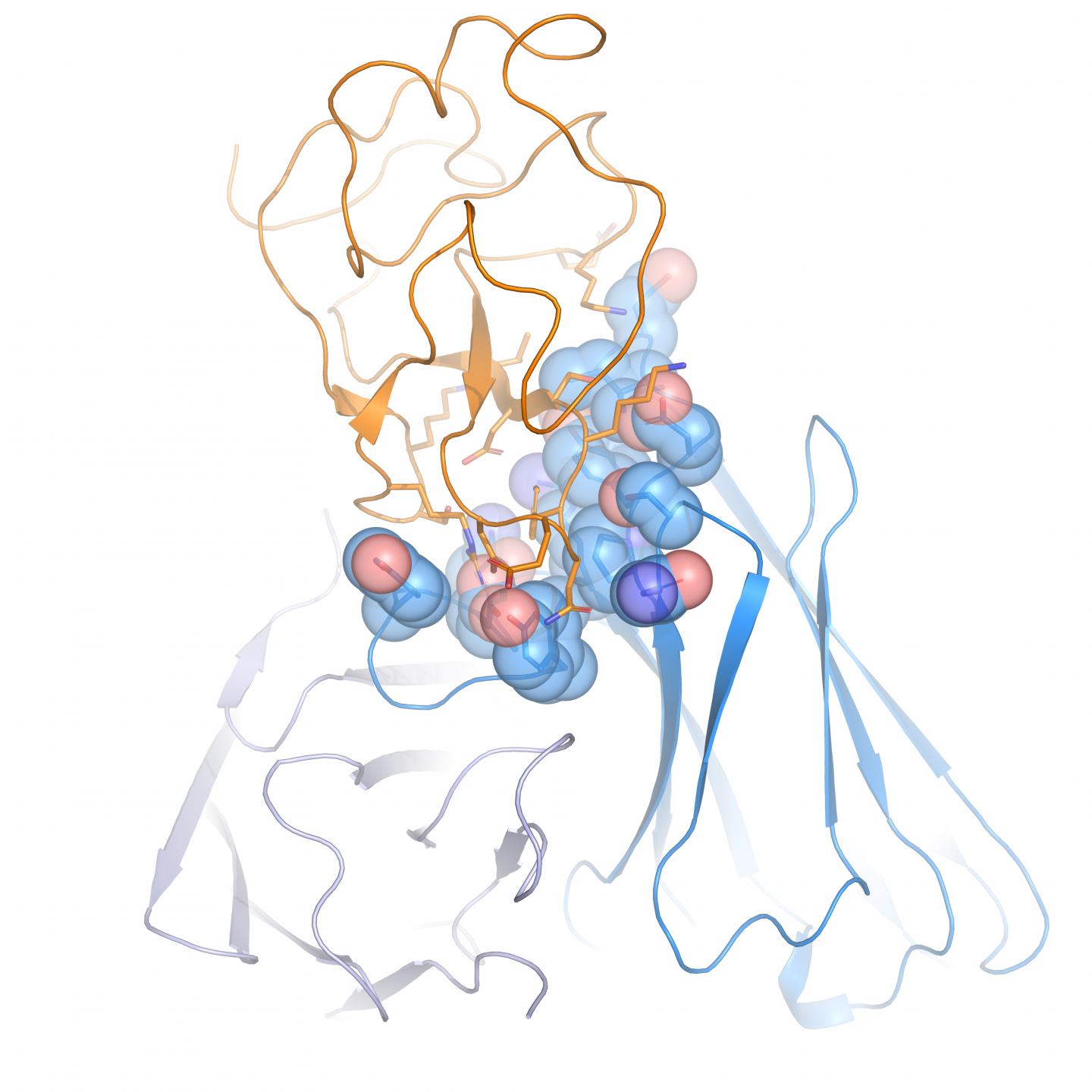 Antibody Binding Site [IMAGE] EurekAlert! Science News Releases
